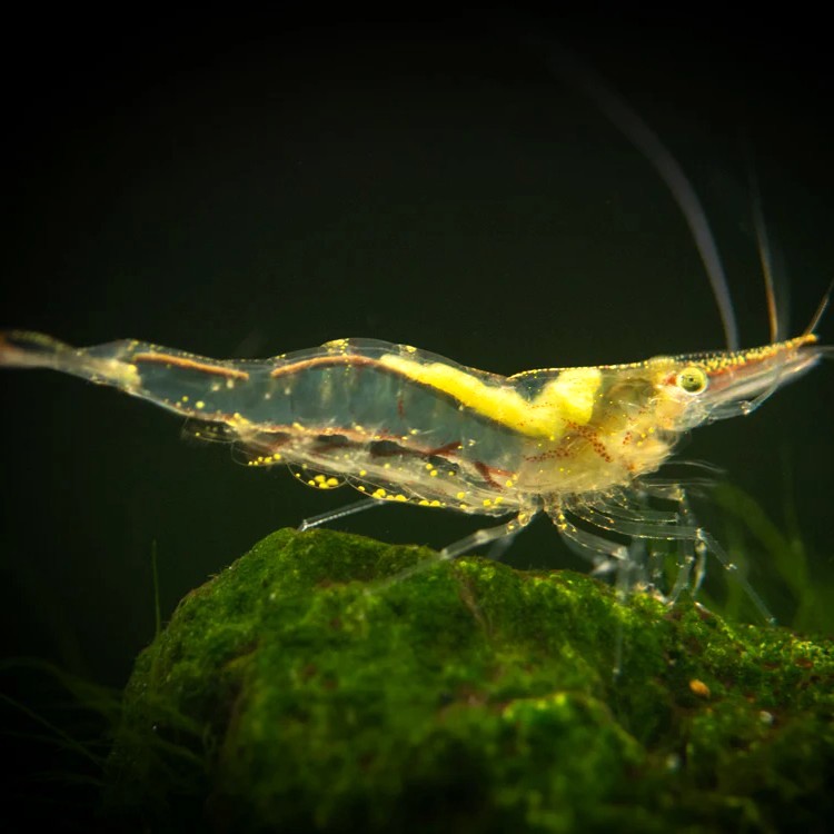 Caridina sp.   Short nose garnaal
